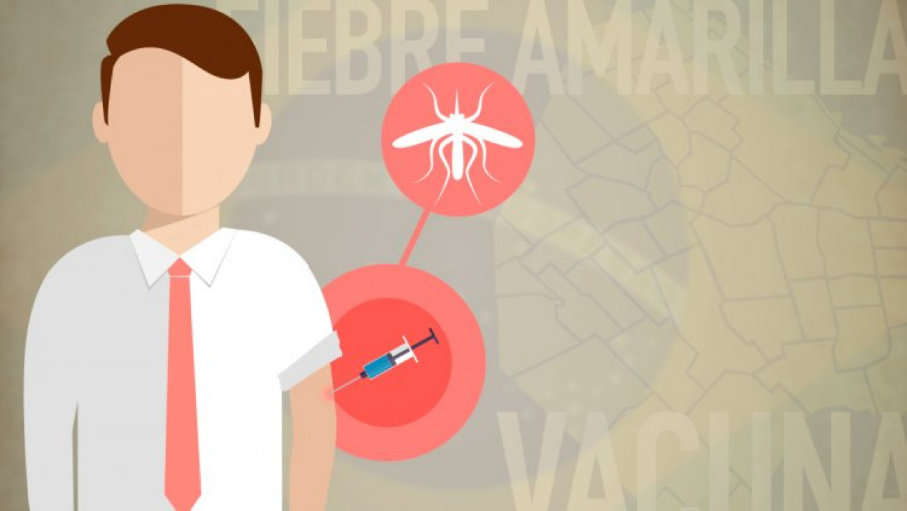 imagen Sólo el mosquito contagia la fiebre amarilla: cuándo vacunarse y cuándo no