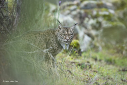 imagen “Ojeada del lynx”. Parque Natural Sierra de Andújar, España. Un lince ibérico.Categoría: Young Wildlife Photographer of the Year, 11-14 años, ©Laura Albiac Vilas – Wildlife Photographer of the Year