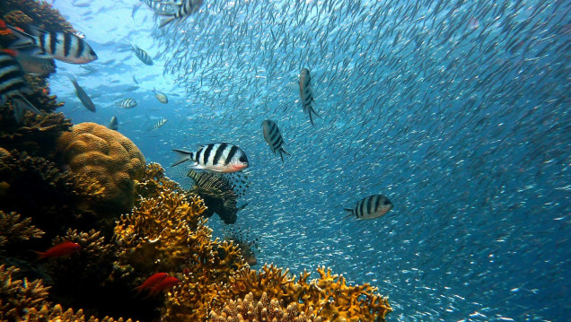 imagen Uno de cada tres peces se pesca "a escondidas"