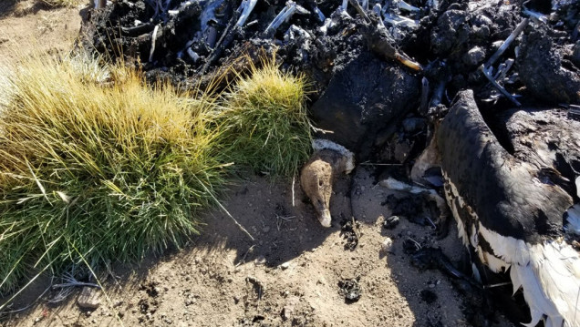 imagen Confirman que los 34 cóndores fueron envenenados con un poderoso pesticida