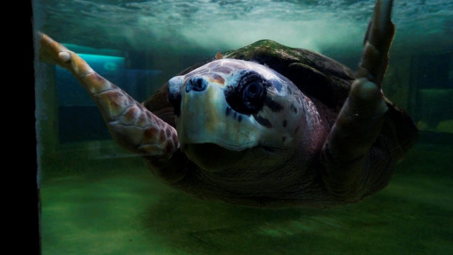 imagen El tortugo Jorge se quedará en el Acuario