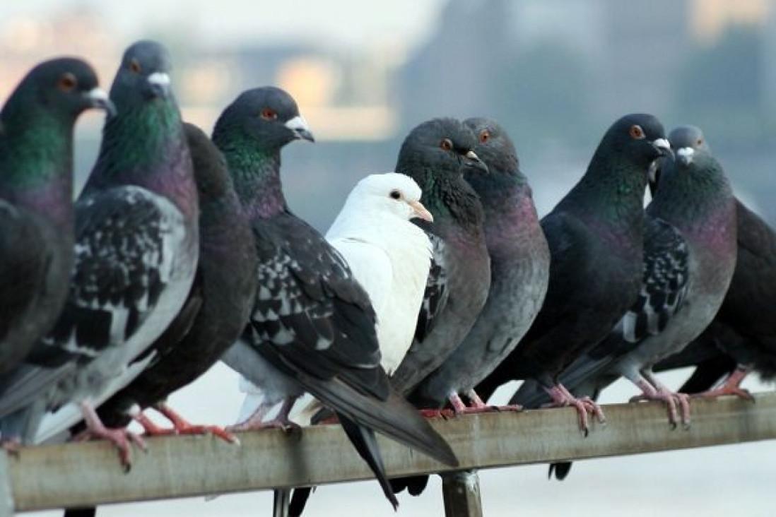 imagen Mendoza podría copiarle a San Juan el método para combatir las palomas