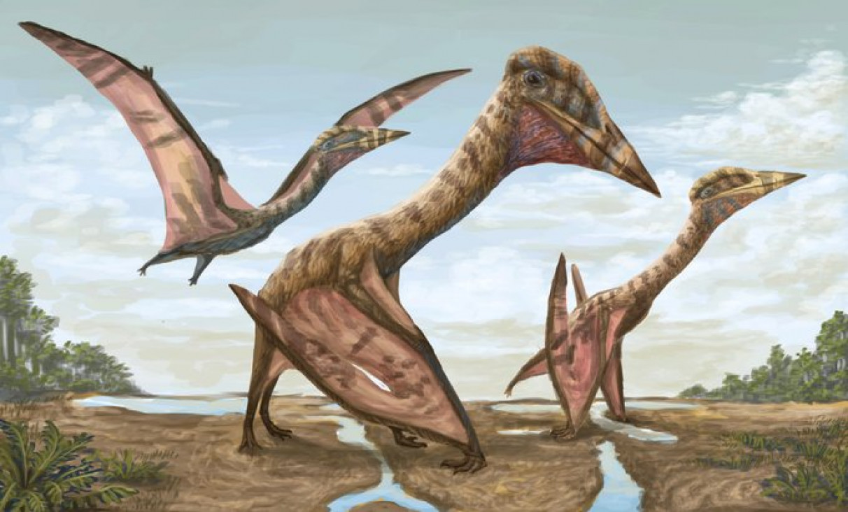 imagen Presentan en Mendoza una nueva especie de reptil alado, el más grande de Sudamérica