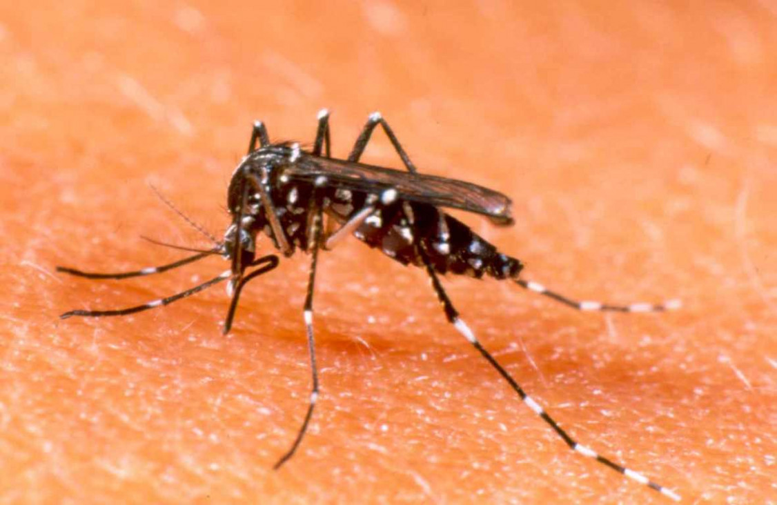 imagen Dengue en Mendoza: podría darse algún caso importado