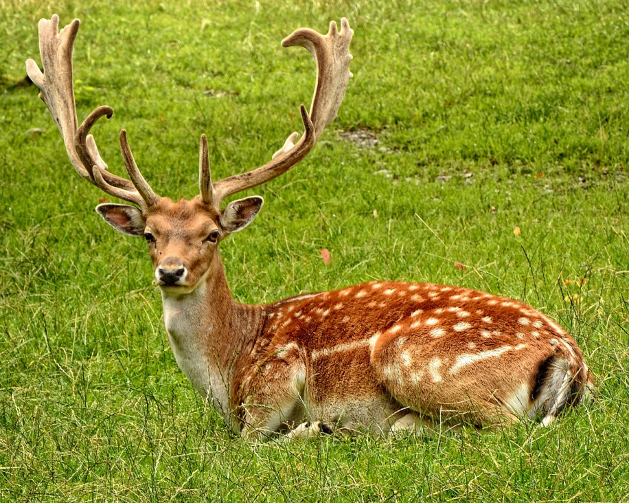 imagen Los decesos en el Zoo ocurrieron por intoxicación alimentaria