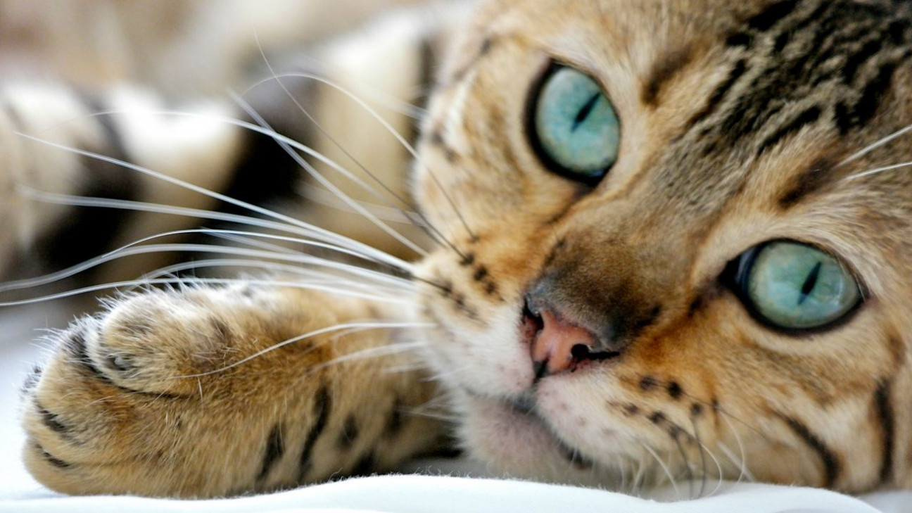 imagen Así conquistaron el mundo los gatos domésticos