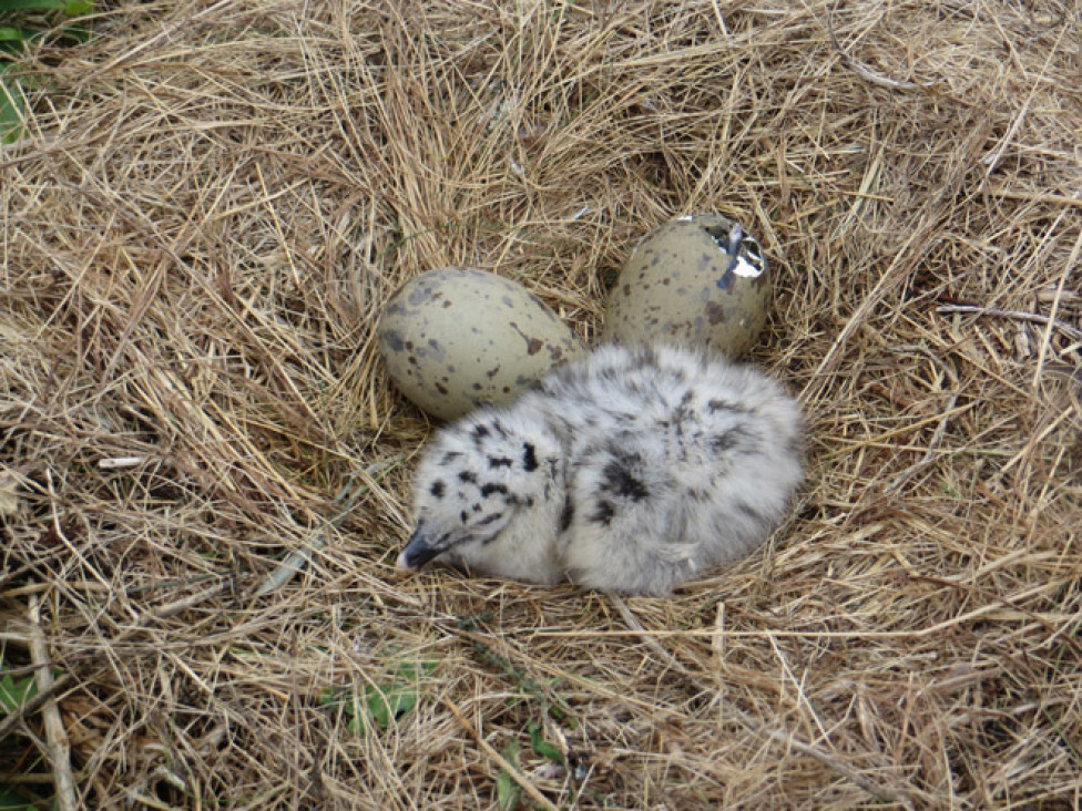 imagen Por qué los huevos de las aves son ovalados