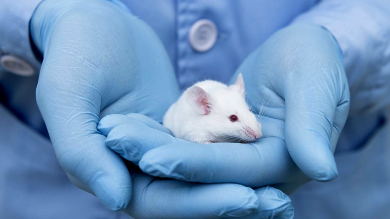 imagen "Tijeras genómicas": beneficios y precauciones de la herramienta premiada con un Nobel