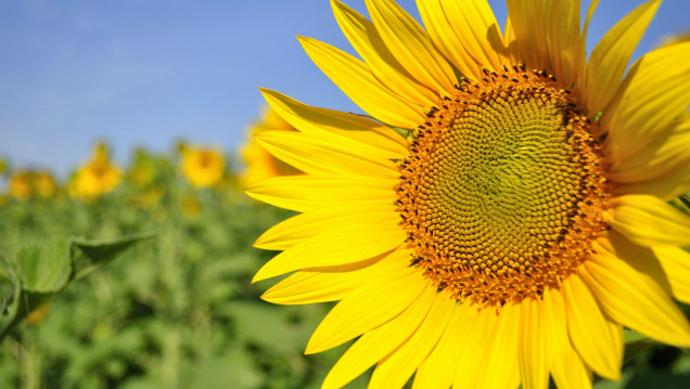 imagen Girasoles inteligentes: las flores se inclinan para evitar la sombra del vecino
