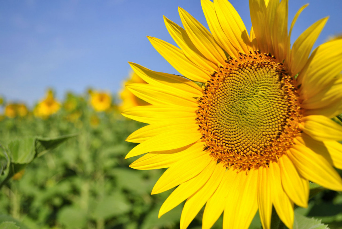 imagen Girasoles inteligentes: las flores se inclinan para evitar la sombra del vecino
