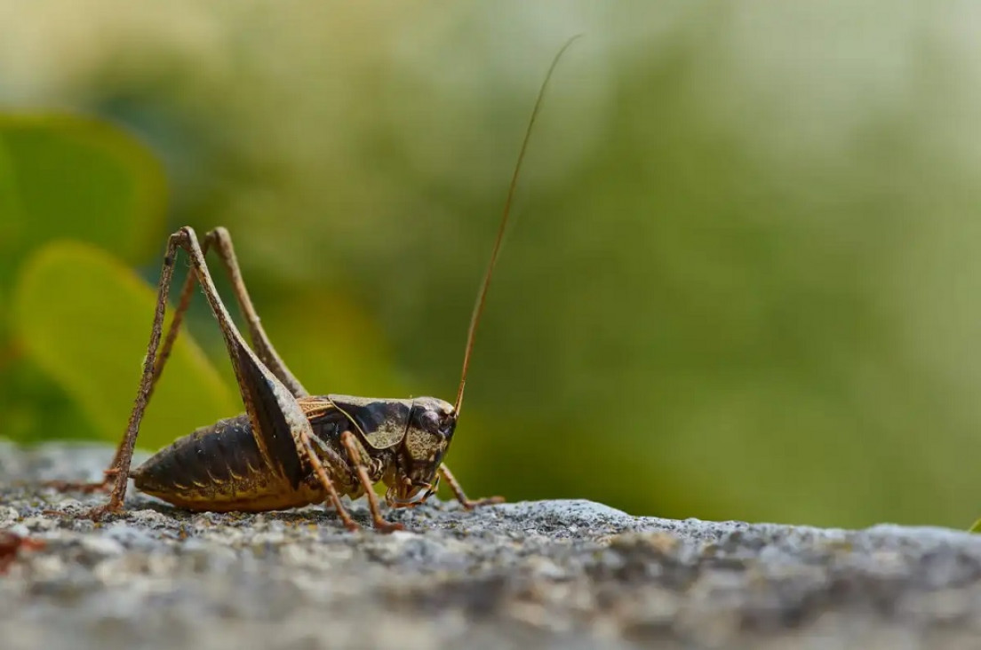 imagen Decae la población mundial de insectos y está en peligro el 75% de los cultivos
