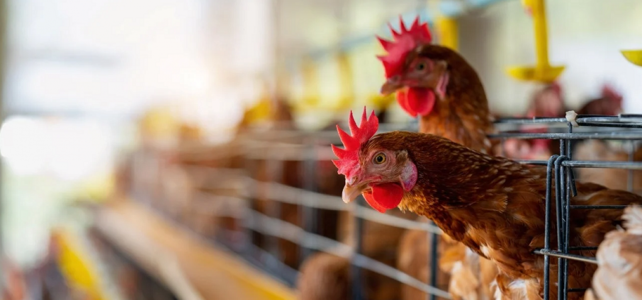 imagen La gripe aviar no se contrae por consumo de carne de ave, huevos o derivados