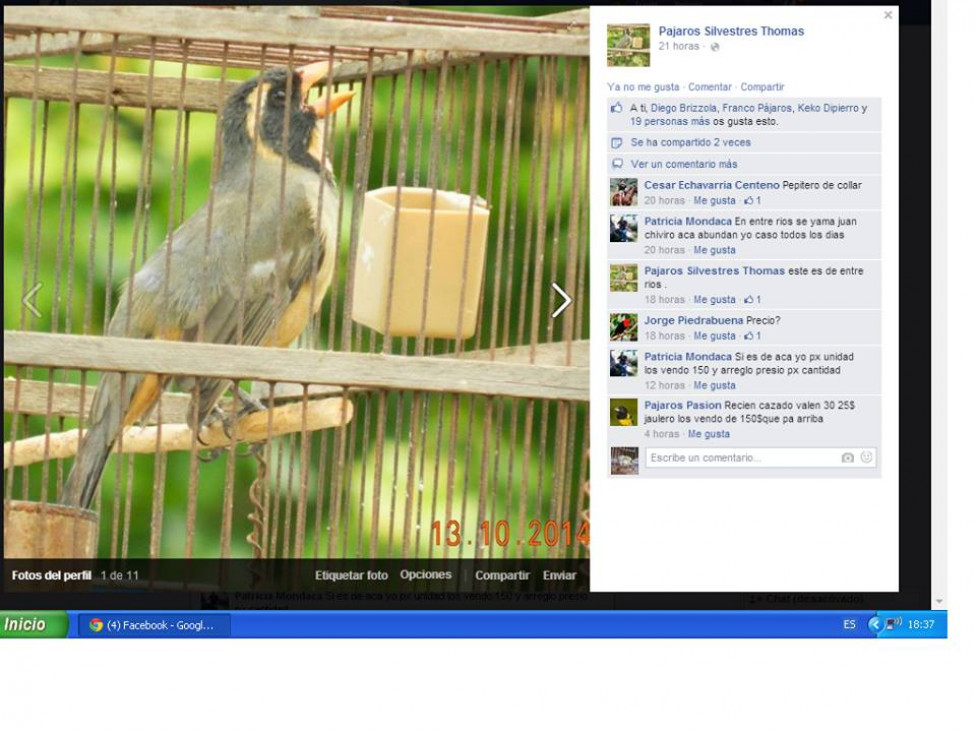 imagen Tráfico de fauna: "Facebook se usa para delinquir"