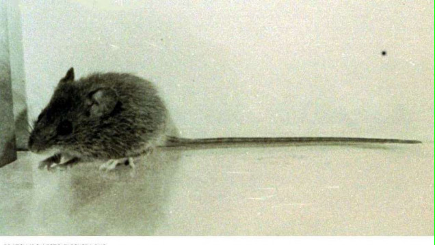 imagen Hantavirus: La mujer pudo haberse contagiado en Mendoza