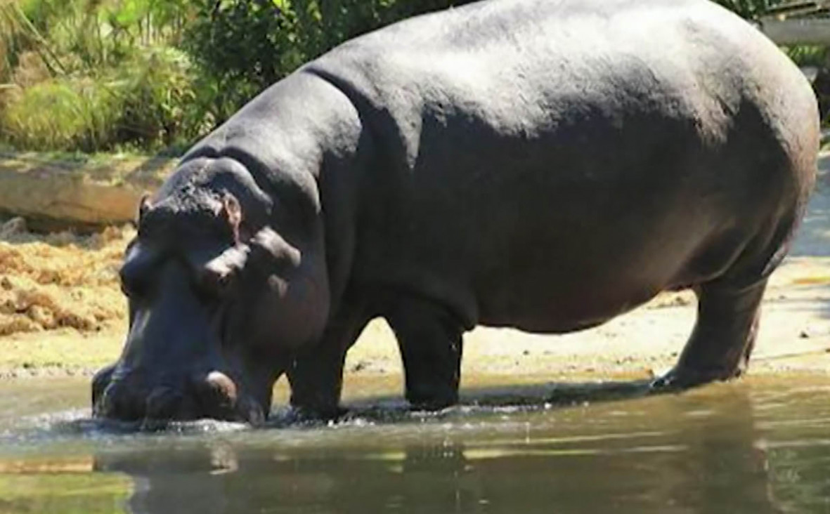 imagen Murió, a los 40 años, la hipopótamo del Ecoparque