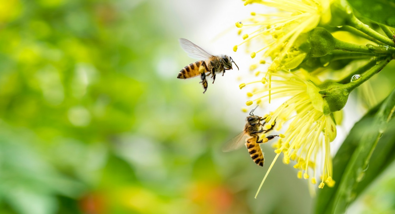 imagen Mariposas, luciérnagas y abejas, los insectos más amenazados del país