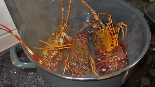 imagen Exigen "aturdir" a las langostas antes de cocinarlas para que no sufran