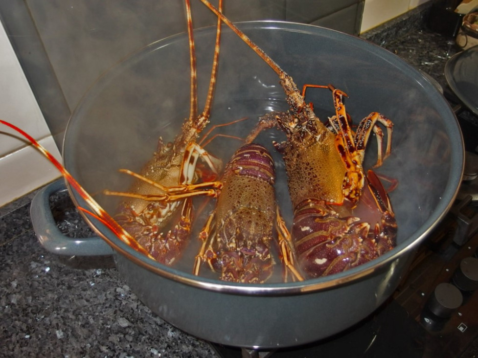 imagen Exigen "aturdir" a las langostas antes de cocinarlas para que no sufran