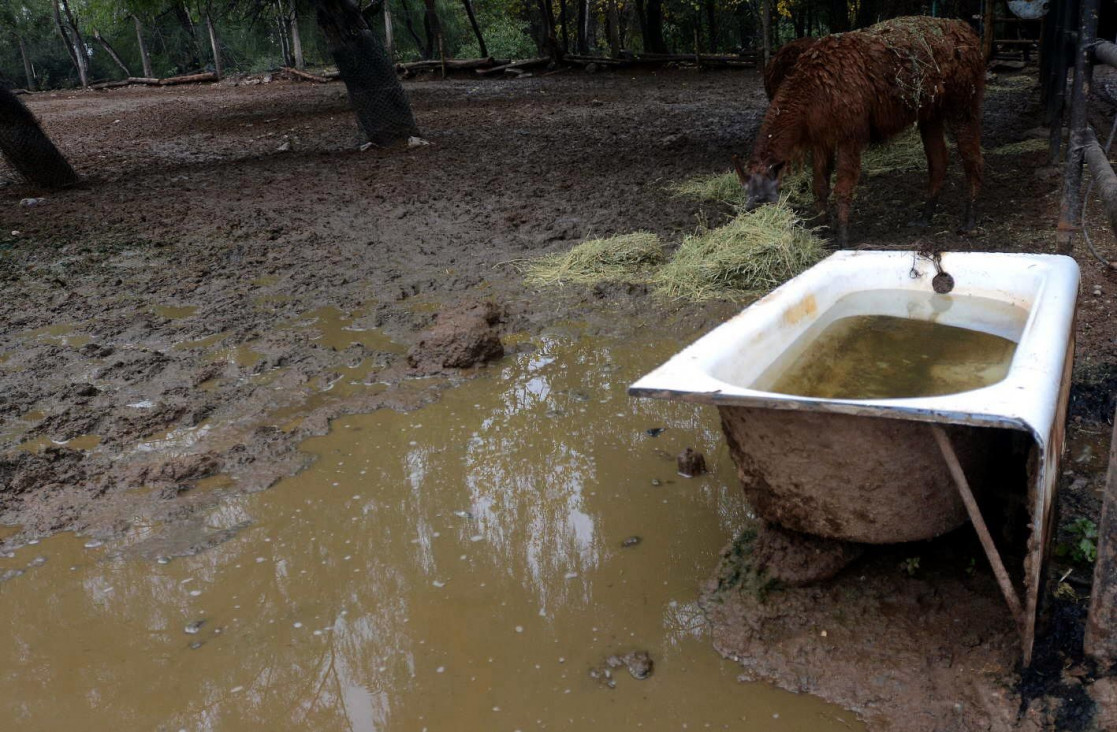 imagen Línea de tiempo: desde cuándo la Parca se florea en el Zoo 