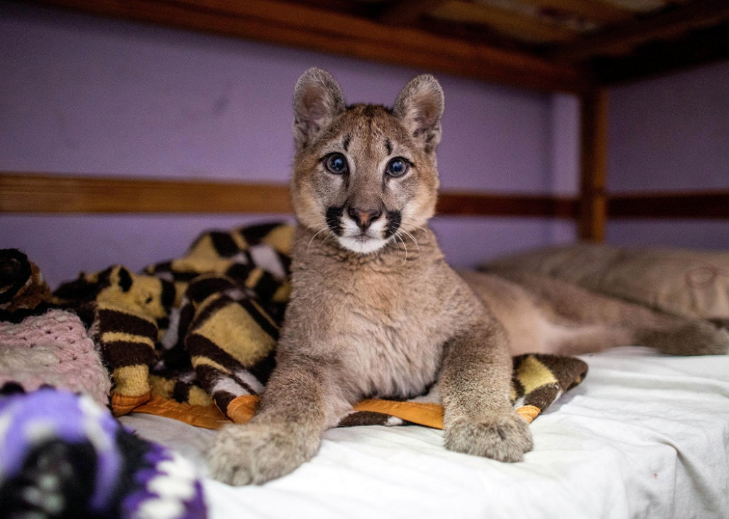 imagen Lola Limón, una puma de tres años, fue declarada "animal no humano sujeto de derechos"