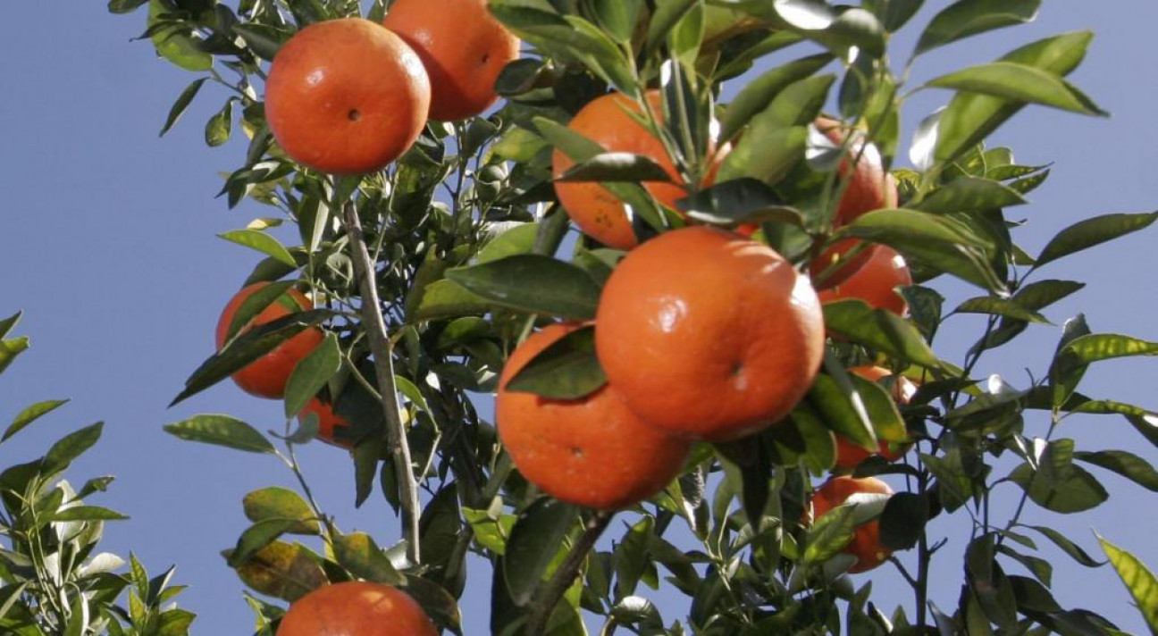 imagen Corrientes: una niña de 12 años murió por un pesticida en una mandarina