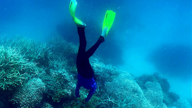 imagen Un estudio confirmó que las olas de calor marinas causan estragos en peces, algas y corales