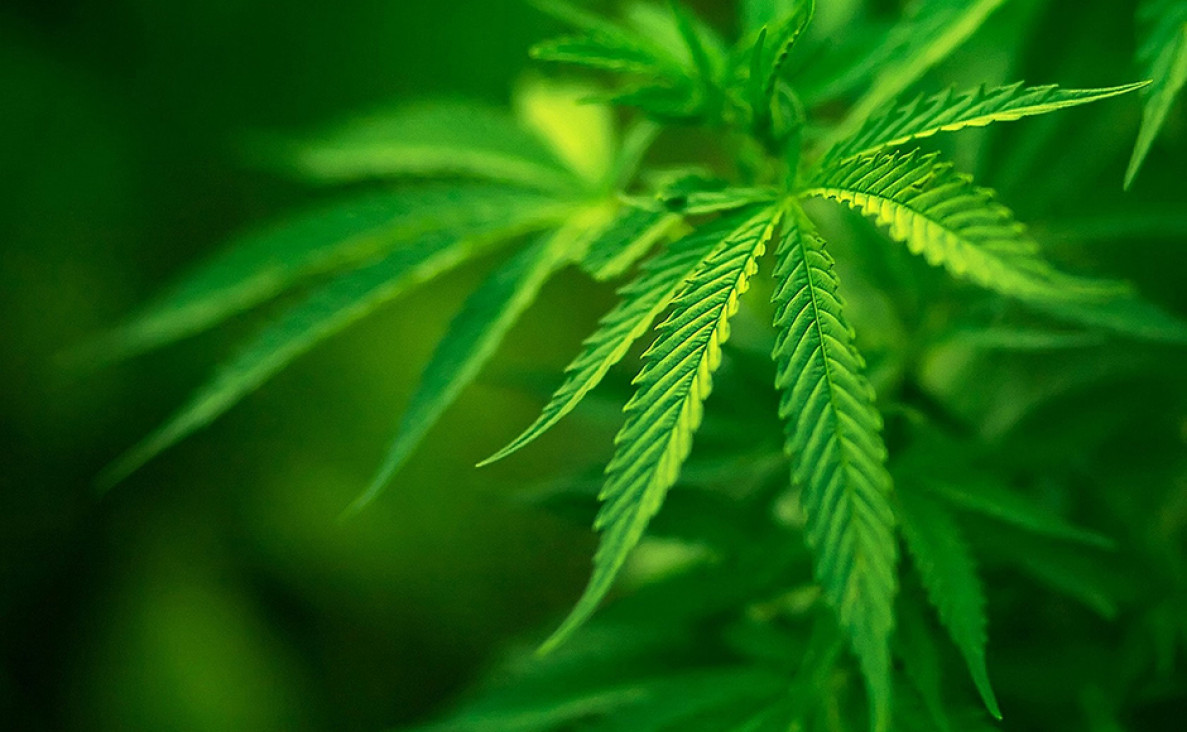 imagen La marihuana en la mesa de debate
