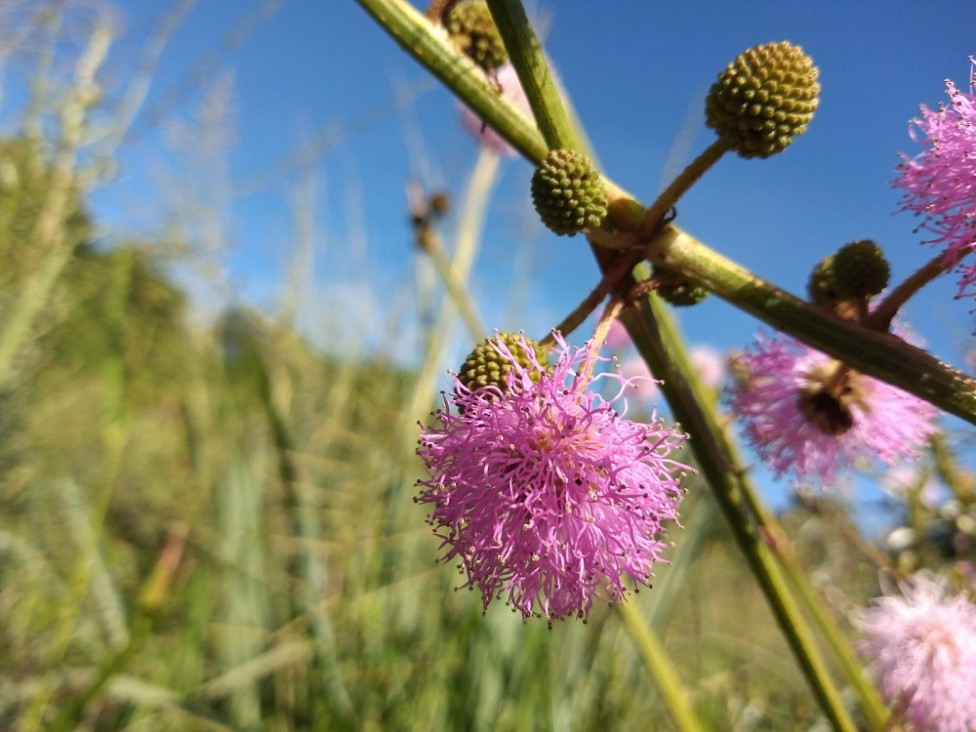 imagen Mimosa serra: la nueva especie de flor que descubrieron en el país