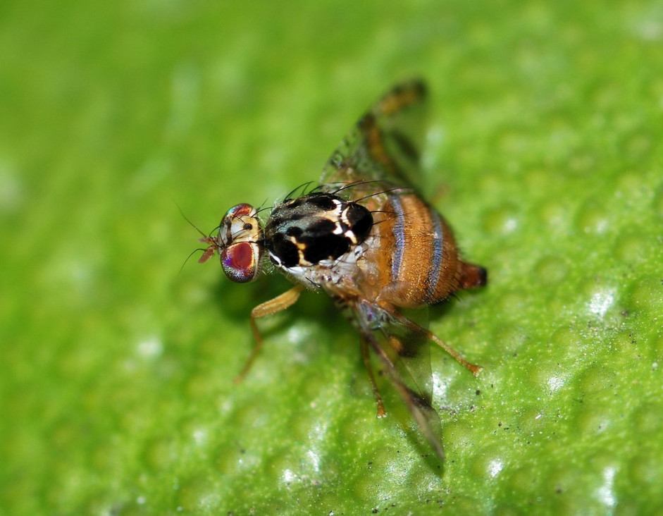 imagen Reapareció la mosca del mediterráneo