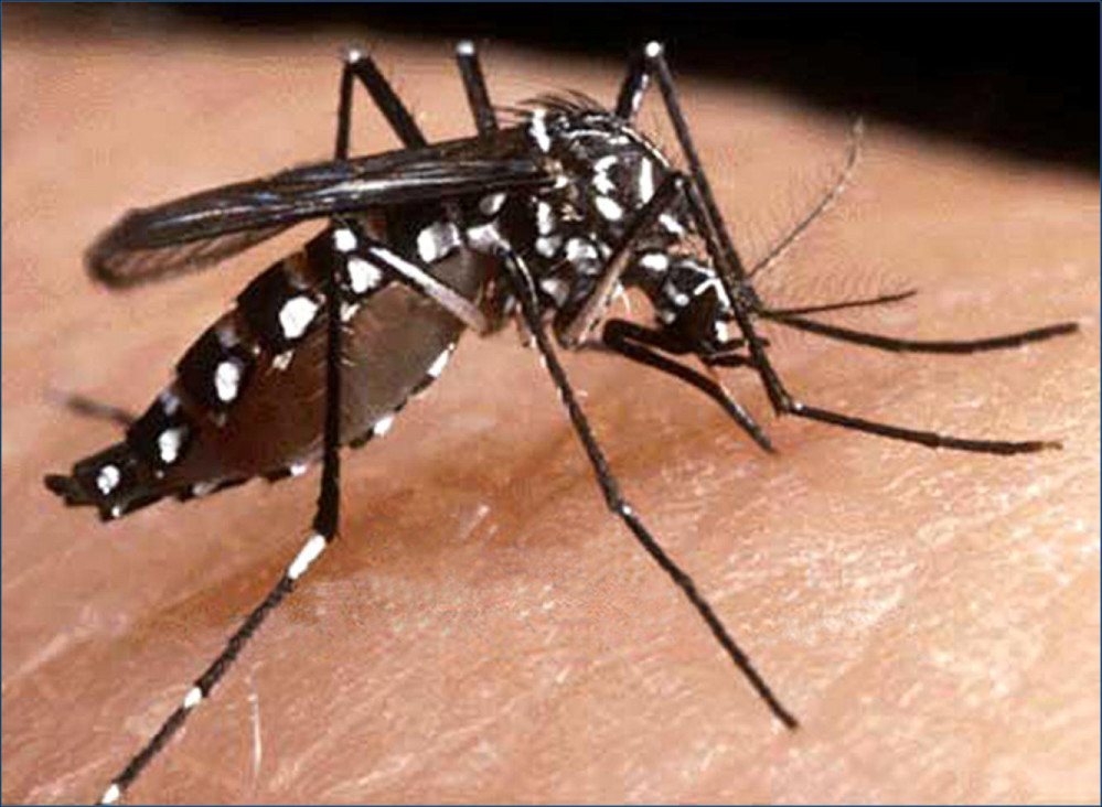imagen El Parlasur buscará aprobar un protocolo regional contra el dengue