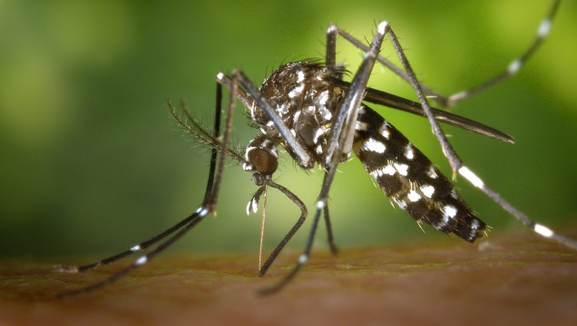 imagen Aconsejan a las embarazadas no viajar a las zonas con zika