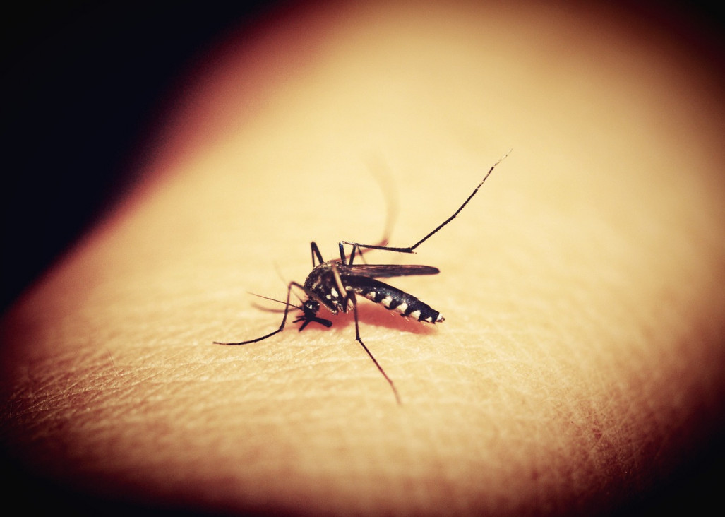 imagen Dengue: Mendoza confirmó un caso sin antecedente de viaje