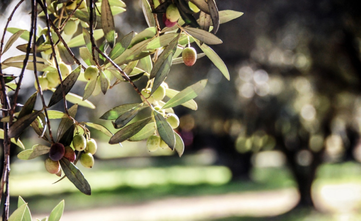 imagen Mendoza, a un paso de tener la primera Indicación Geográfica para el aceite de oliva de toda América