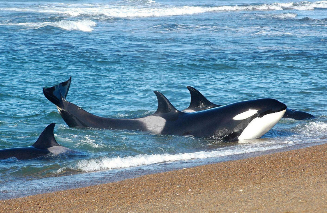 imagen En la Península de Valdés ya se pueden avistar las primeras orcas