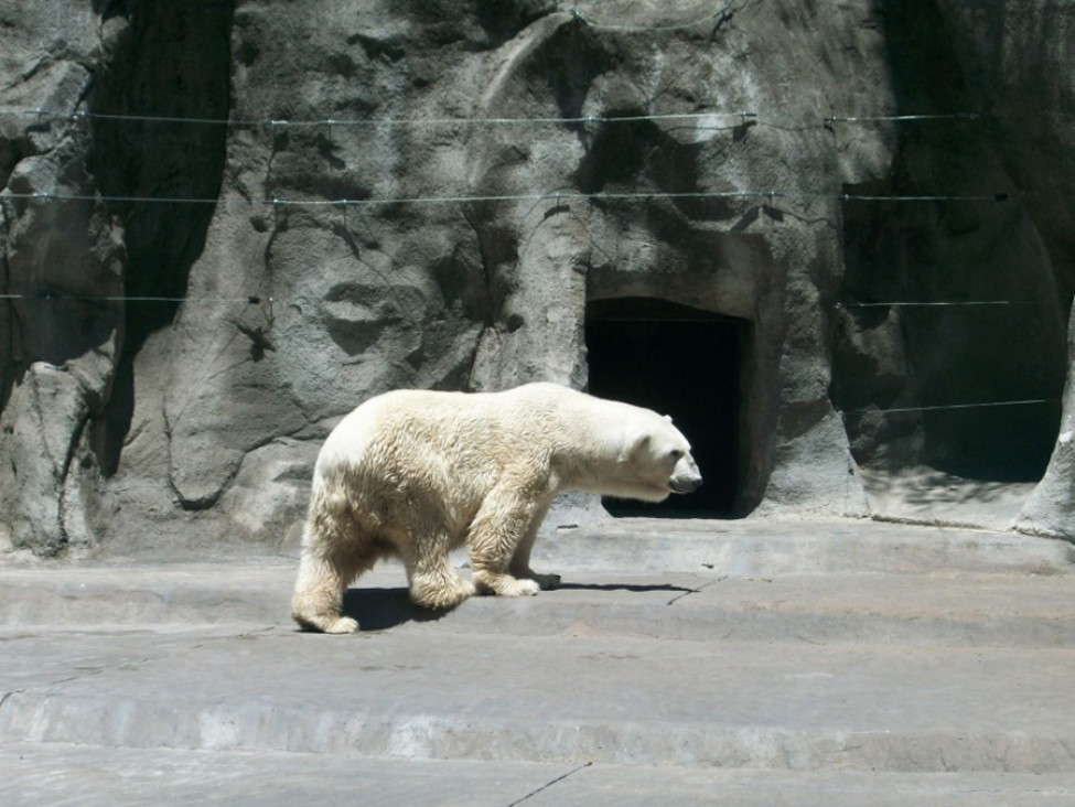 imagen Pensando en los animales, la idea es mutar al Zoo, esa es la cuestión
