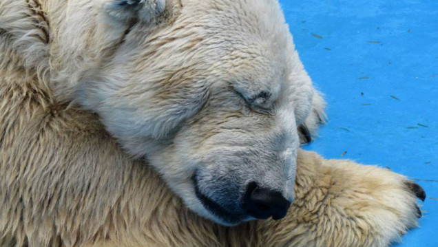 imagen Susana Dascalaky, abogada animalista