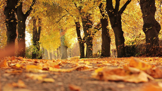 imagen Algunas curiosidades sobre el otoño