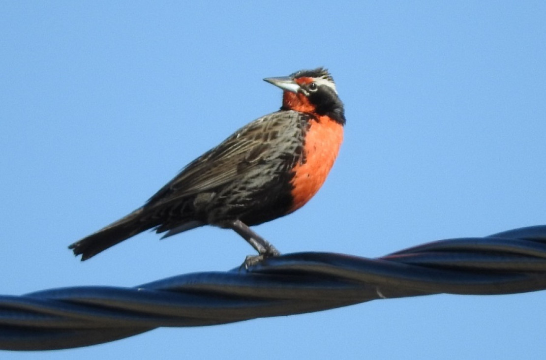 imagen Aves del Piedemonte: su desaparición indica el deterioro ambiental