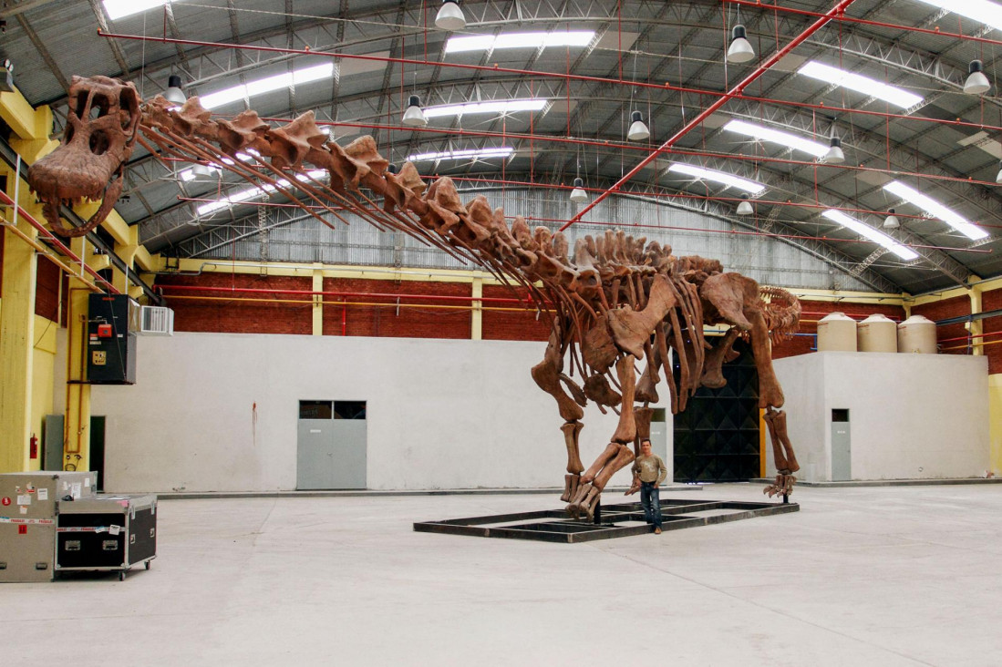imagen Con ustedes, Patagotitan Mayorum: el dinosaurio más grande que habitó el planeta