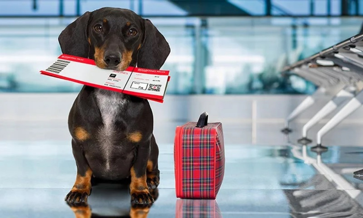 imagen En 2022 aumentó un 77% la cantidad de certificados para viajar con perros y gatos al exterior
