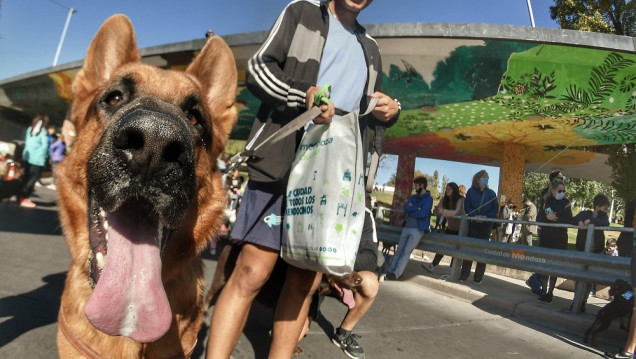 imagen Cómo relacionarse con los animales domésticos después de los aprendizajes de la COVID-19