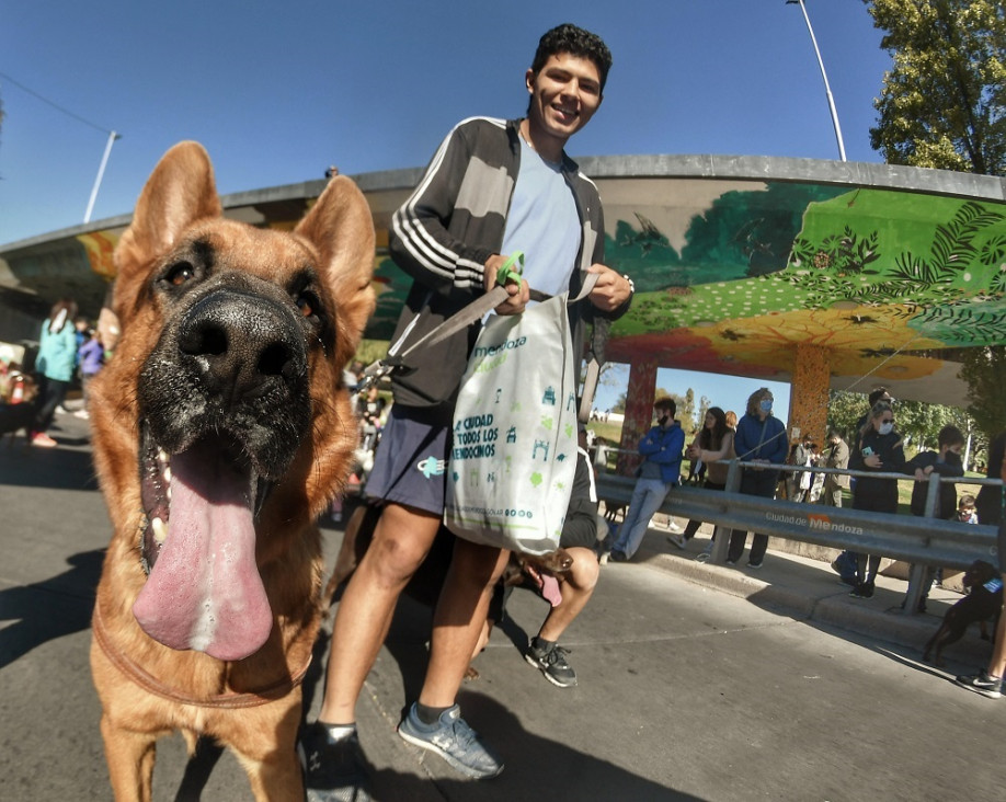 imagen Cómo relacionarse con los animales domésticos después de los aprendizajes de la COVID-19