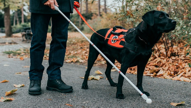 imagen Qué implica que Mendoza adhiera a la Ley Nacional de perros guías