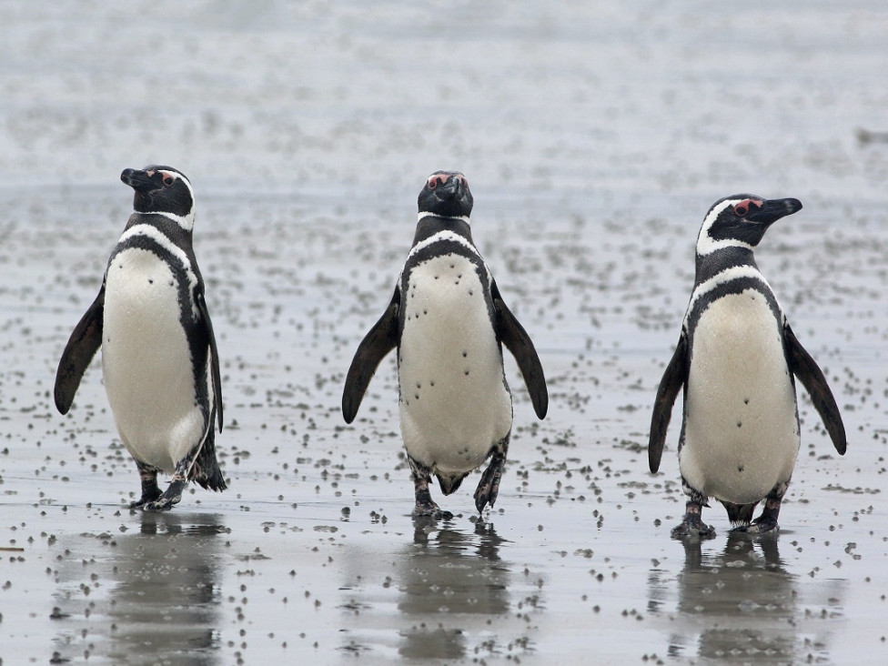 imagen Aportan la primera evidencia de contaminación por microplásticos y otros desechos en pingüinos de Magallanes