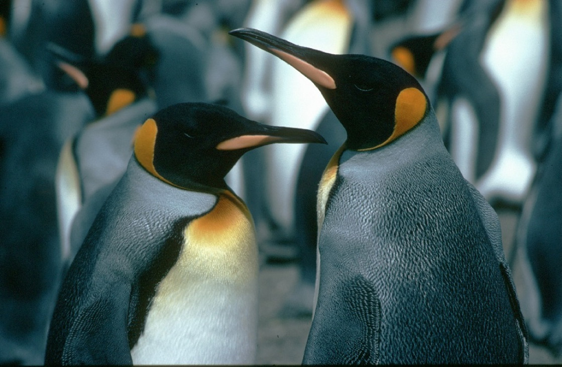 imagen Punta Tombo: trazó un camino con una topadora, aplastó 140 nidos de pingüinos y mató a casi 300