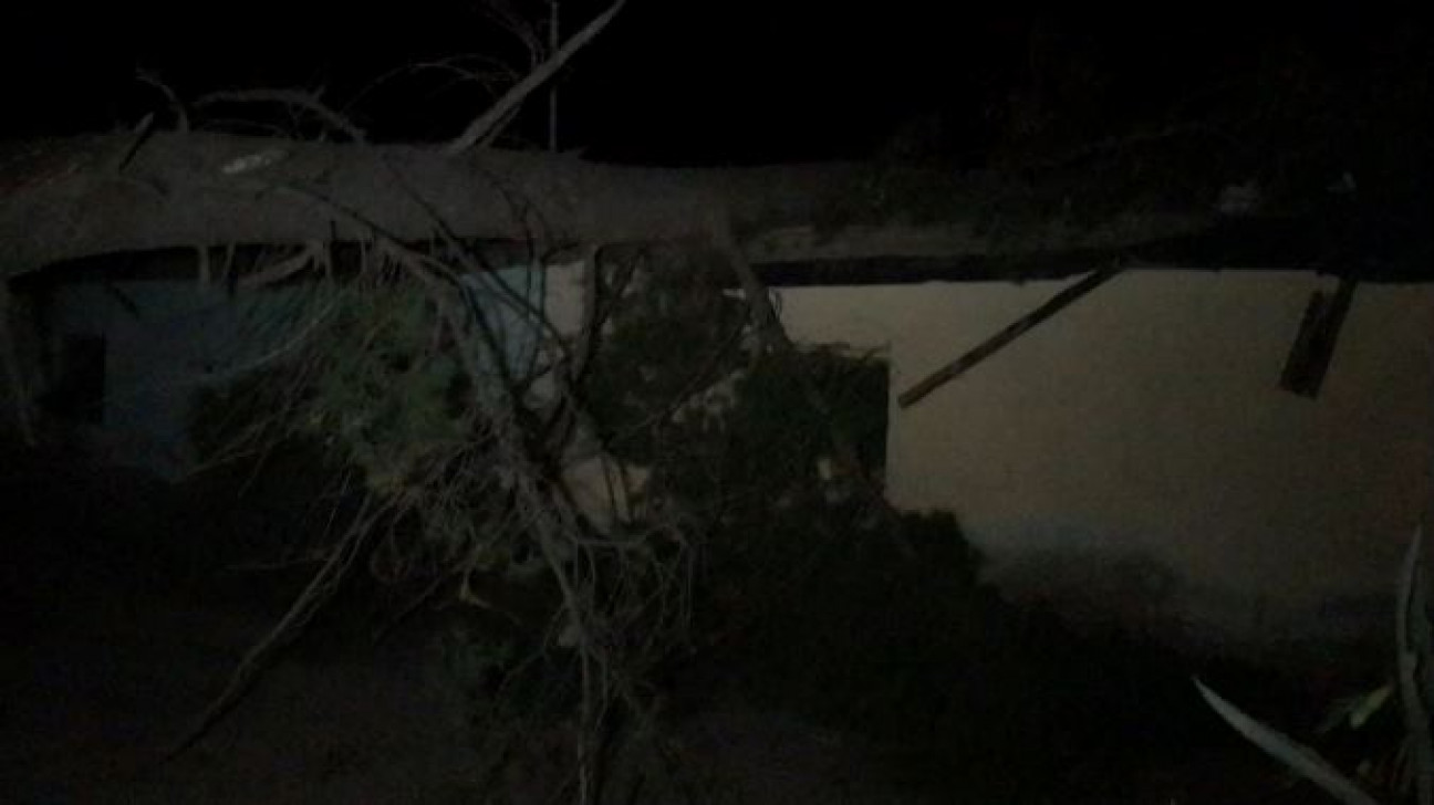 imagen Una mujer murió en Vista Flores al caerse un pino sobre su casa