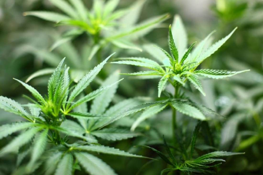 imagen Jujuy producirá cannabis medicinal