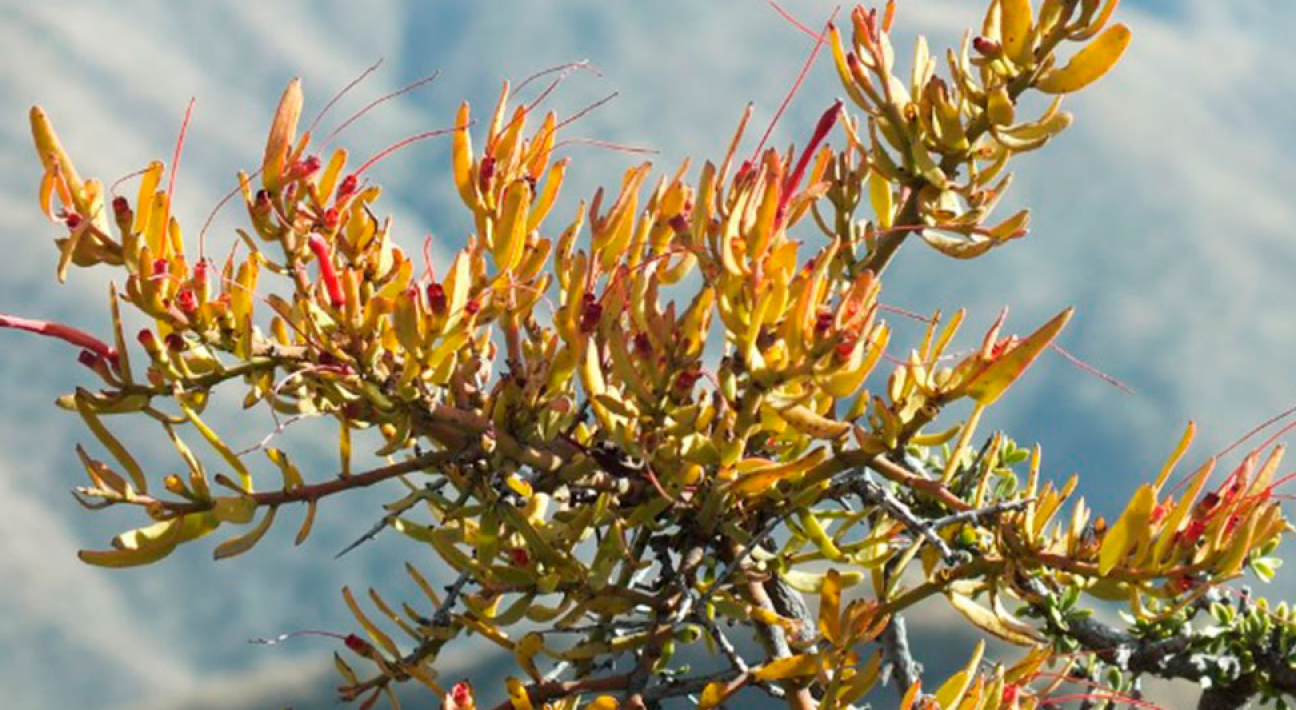 imagen Plantas parásitas en Mendoza: la odisea de sobrevivir gracias al esfuerzo de otras especies