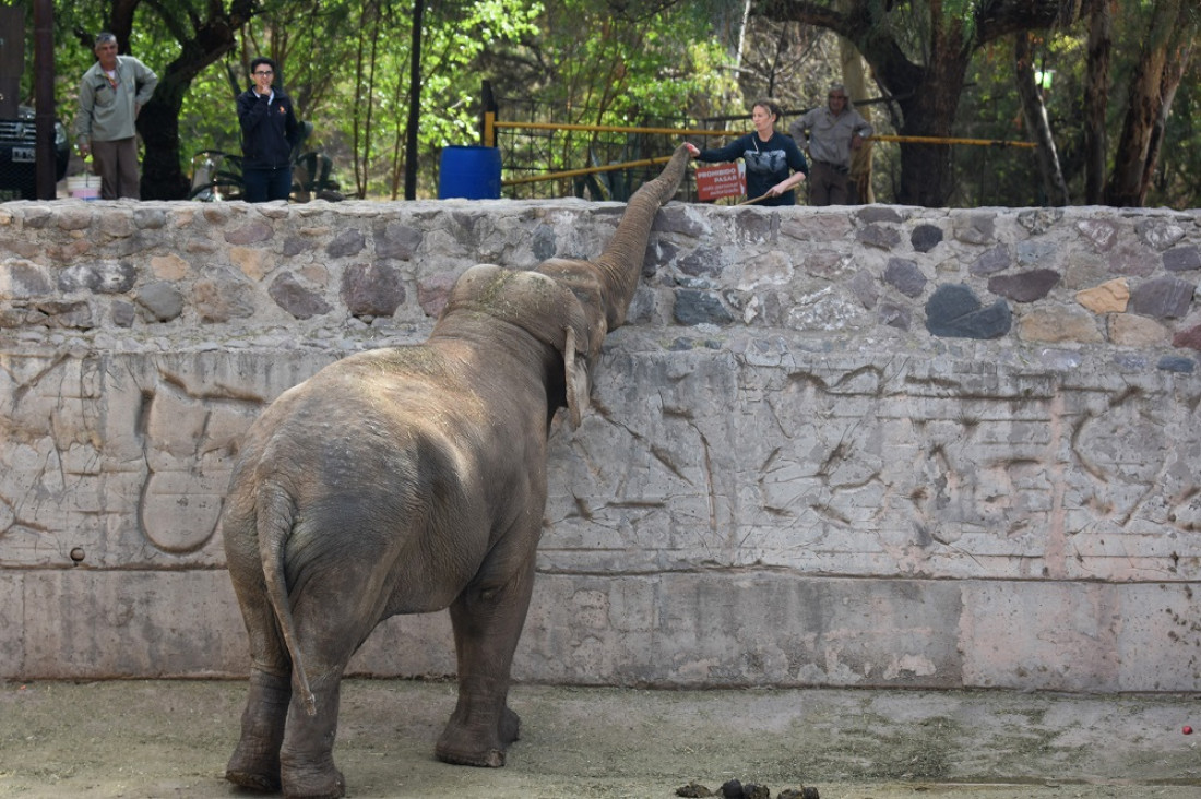 imagen Mendoza prepara los contenedores para trasladar a las elefantas Pocha y Guillermina a Brasil