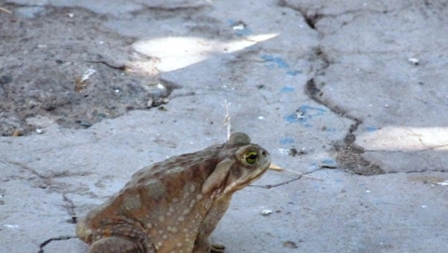imagen Este sapo
